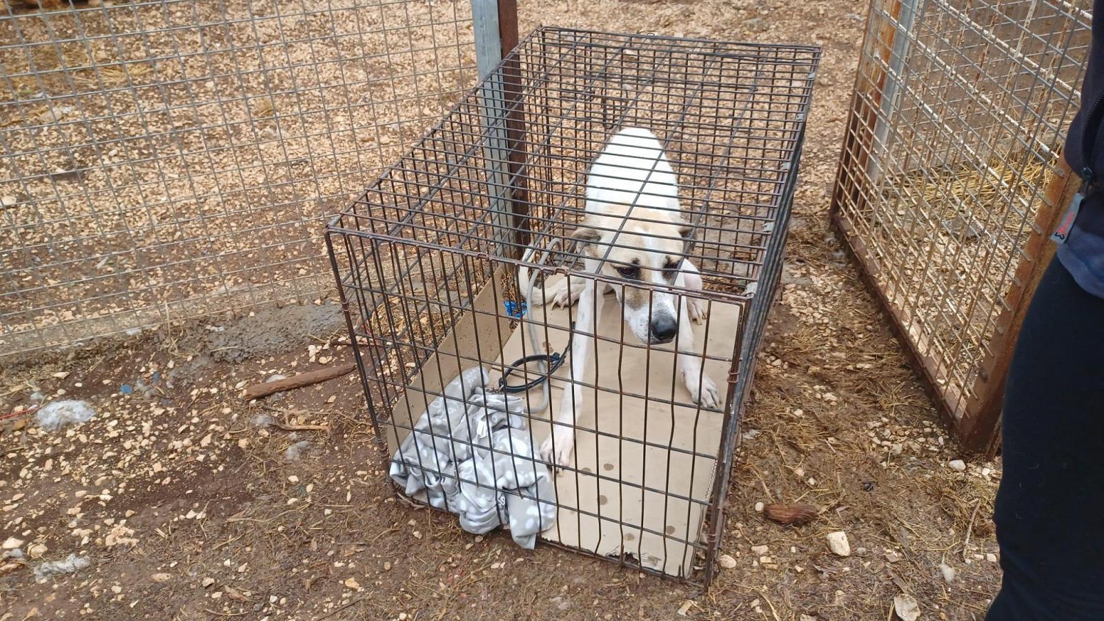 La nuova vita del cane Coco