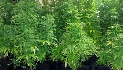 Droga, maxisequestro nell'agrigentino, cannabis coltivata in tunnel