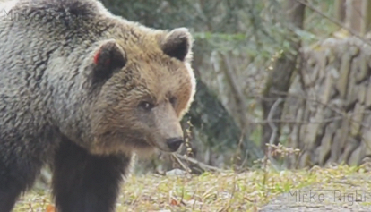 ​Aggressioni dell'orso in Trentino. I precedenti