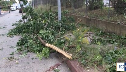 A Palermo alberi caduti e danni alle auto