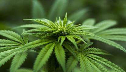 ​Malta will Cannabis-Konsum legalisieren