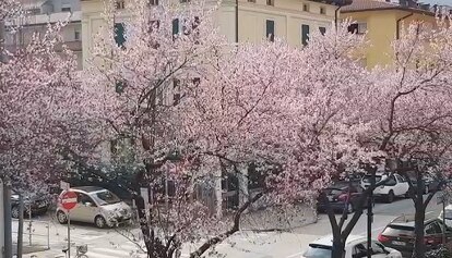 Anche in Trentino insolita e precoce fioritura. Spettacolo che preoccupa