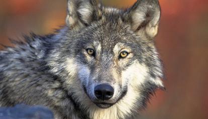 Nordtiroler Verein will Wolf-Schutzstatus senken