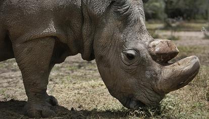 La salvezza del rinoceronte bianco settentrionale passa anche per Padova