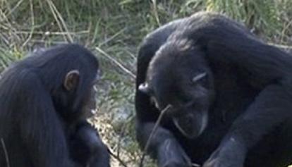 Scimpanzè in fuga. Caos al Parco Natura Viva di Bussolengo
