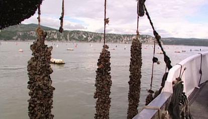 Biotossine, cozze del golfo di Trieste vietate per un mese