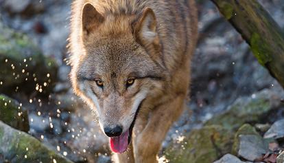 Wolf in Tirol: WWF legt Einspruch gegen Abschussbescheid ein