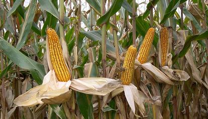 In 15 anni dimezzate le superfici coltivate a mais