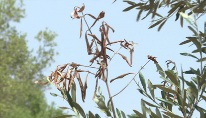 Xylella: nelle campagne di Alberobello altri 8 ulivi colpiti dal batterio