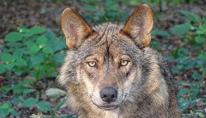 Tirol: Streit um Wolf 118 MATK 