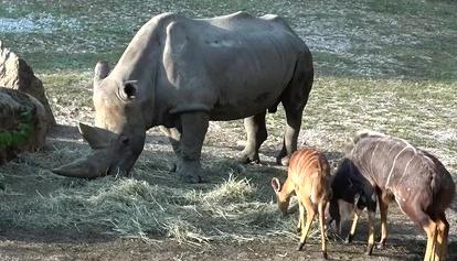 Bussolengo, è morto Toby, il rinoceronte in cattività più anziano del mondo