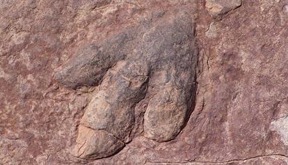 Argentina, scoperti i resti dell'ultimo dinosauro carnivoro prima della loro definitiva estinzione