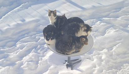 Canada, 5 gatti si impossessano di un'antenna parabolica bloccando la connessione internet