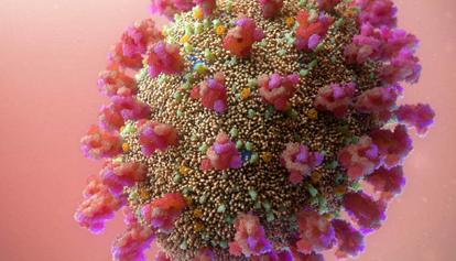 Coronavirus, il virus circola ma la barriera vaccinale regge