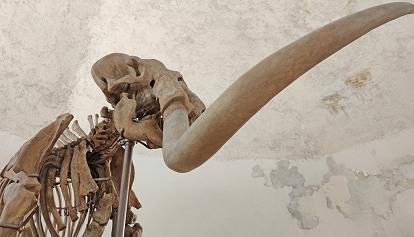 Dal ritrovamento ai meticolosi restauri, l'identikit del Mammut della città di L’Aquila
