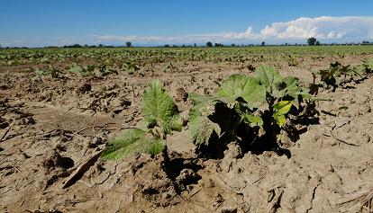 In Piemonte aumentano i terreni coltivabili