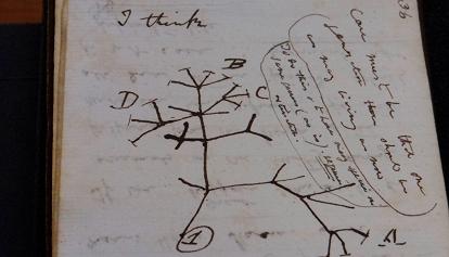 Ritrovati i taccuini su cui Charles Darwin disegnò l'albero della vita