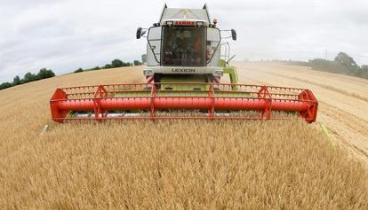Crisi del grano: è allarme per le aziende