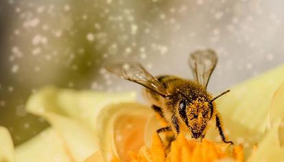 Oltre 300 mila api trovate morte. Si indaga per avvelenamento