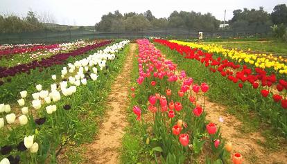 A Pimentel tra i tulipani della speranza