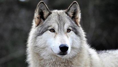 Imola, lupo ferito trovato in un fosso 