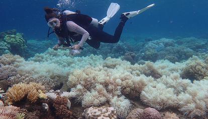 La più grande barriera corallina al mondo, quella australiana, sta morendo 