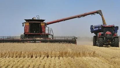 Nikkei Asia: "L'Australia non coprirà la mancanza del grano ucraino, nonostante un raccolto record"