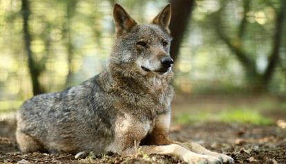 Cinque lupi morti avvelenati nel Bolognese