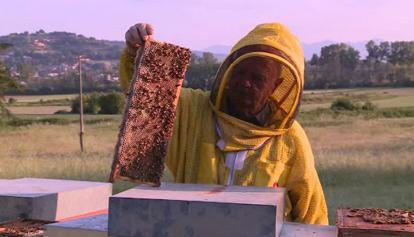 La siccità mette a dura prova la produzione di miele