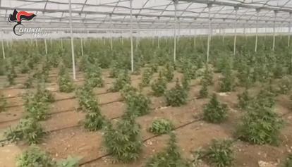 In Sardegna produzione di marijuana record