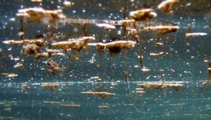 Fioritura dell'alga tossica Ostreopsis Ovata: al momento nessun pericolo per la balneazione