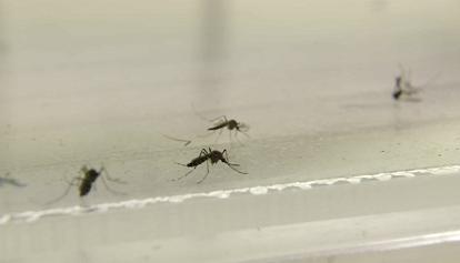 West Nile, primo caso a Modena: 75enne in ospedale