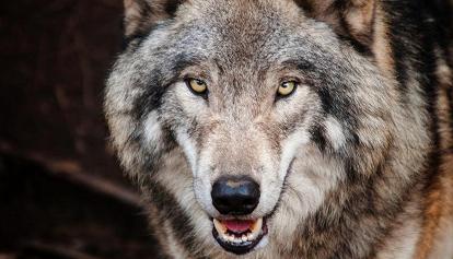 Mit Gummigeschossen Wölfe verjagen