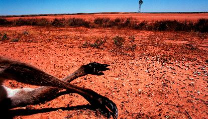 Flora e fauna australiane in grave pericolo, colpa del clima e dell'uomo