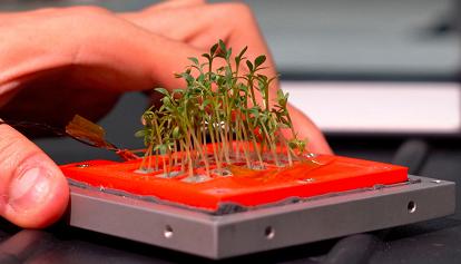 L'Asi lancia nello spazio il primo micro orto made in Italy 