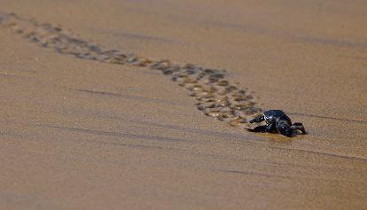 Sorpresa in spiaggia a Ischia, nascono 60 tartarughe caretta caretta