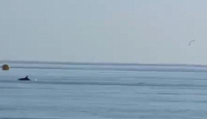 Escherichia coli in mare, il sindaco di Rimini rassicura: posta video di un delfino vicino alla riva