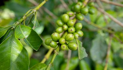 In viaggio per l’Italia 17 tonnellate di caffè prodotto senza deforestazione