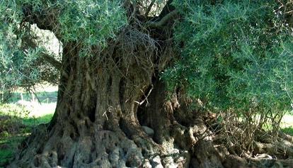 Sardegna regina degli alberi monumentali