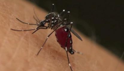 Infezioni da zanzare, un caso di dengue a Teramo