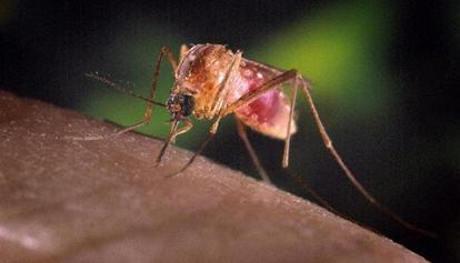 Un caso di dengue a Bologna