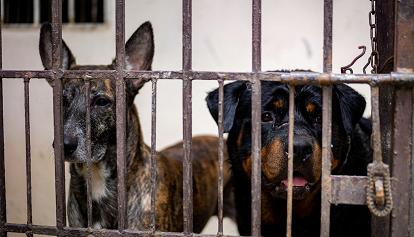 I cani piangono di gioia quando rivedono i loro proprietari, dice una ricerca giapponese