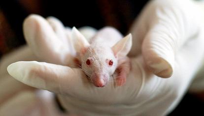 Creato il primo embrione di topo sintetico con il cuore che batte 