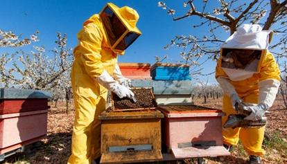 Coldiretti, dimezzato raccolto di miele in Sardegna