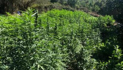 Scoperta una maxi piantagione di Marijuana nel Goceano. Arrestata una coppia