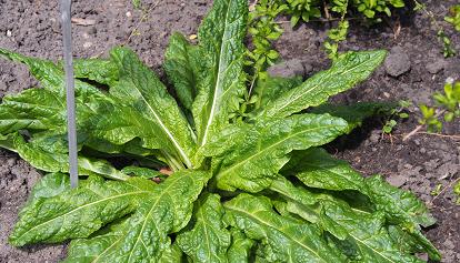 Mandragora fra gli spinaci: intossicazione da verdure velenose nel Napoletano