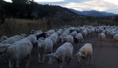 Gregge sterminato in Ogliastra: 90 pecore sgozzate