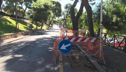 La Soprintendenza blocca l taglio di 190 alberi a Cagliari 