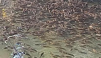 Moria di pesci a Chivasso: manca l'ossigeno nell'acqua. Salvati i superstiti