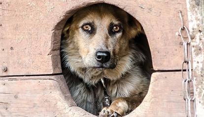 Cani alla catena: il Consiglio provinciale di Trento vota il divieto